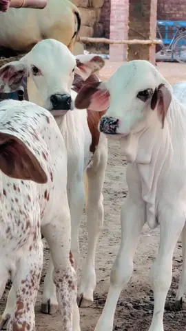 #Mashallah❤️ 