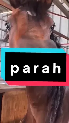 #animalsfunnyvideos #videofunnyanimal #hewanlucu #kuda #horse #animals #lucu #ngakak 
