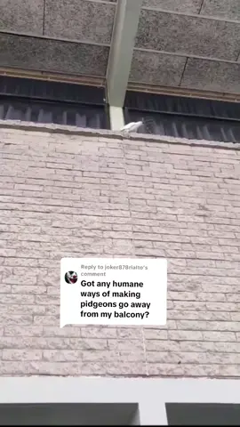 Replying to @joker878rialto  you can attach bird spikes to your balcony but the cockatoos just rip them off. Resistance is Futile 🤣  #meangirls #birds #fyp 