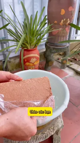Viên đất nén xơ dừa hữu cơ trồng cây #trongrau #trongrausach #trongrausanthuong #lamvuon #viennenxodua #viennensodua 