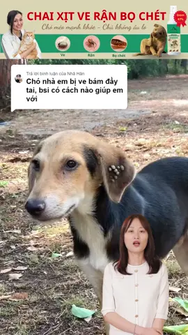 Cách trị ve rận bọ chét tận gốc tại nhà | Chai xịt Flea Remover  #thucung #chomeo #dog #cat #xuhuong