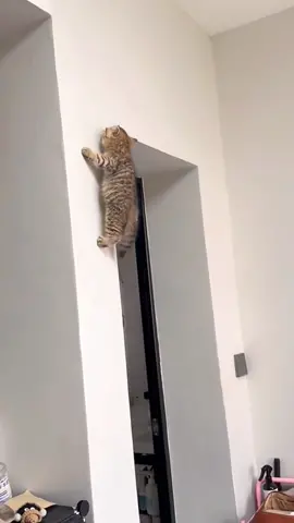 - So cute and funny cats 🤭 #pet #cat #cutecats #catsoftiktok #kitten #kittensoftiktok #cutecatvideo #lovecatsoftiktok #lovecats #fyp #foryou #funnycat 