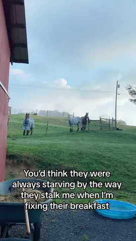Always waiting at the gate for breakfast even though theyve been out eating all night 😂 #horseslover #horsesandhumor #horselove #meetmypet #barnchores 