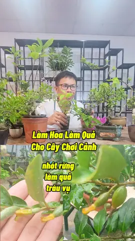 Cách Làm Ra Hoa Ra Quả #kichrahoa #kythuatcaytrong #chamsoccaytrong #trongcay #caymini #caytrongchau #nutrik #nutrimix #namxelan90 
