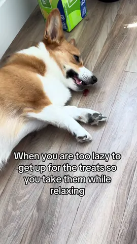 This corgi gets lazier by the hour #corgidog #corgipuppy #corgioftiktok #goldencorgi #lazycorgi #dogtreat #corgidogs 