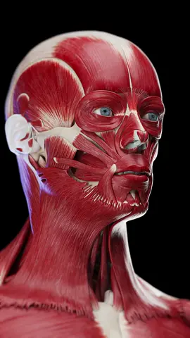 💥 Let's Unpack the Muscles of the Head! 💥 Check out this cool exploded view showing each muscle and its role. Ready for a quick anatomy lesson? #LearnOnTikTok #HeadMuscles #SciePro #Education #Science #medical #anatomy #pt #physio #meded #education #3d #vray #head #facemuscles #medstudent #medicine #animation #rendering