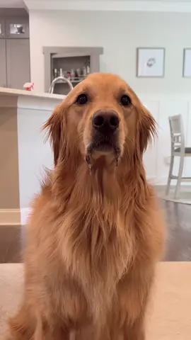 Eating around a dog… #dog #goldenretriever 