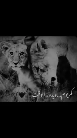 #🖤🖤🖤🖤🖤🖤🖤🖤🖤🖤🖤🖤🖤🖤 #foryoupageofficiall #f #foryou #fyp #حزين #تصميم_فيديوهات🎶🎤🎬🥀🖤 