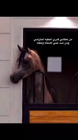 #حصان_عربي_أصيل #خيل_عربي_اصيل #تصميم_فيديوهات🎶🎤🎬 