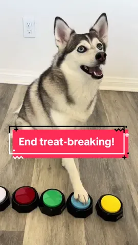 Sapphie puts an end to breaking treats in half 😂😂😂 #dogs #dogsoftiktok #funnydog #smartdog #fyp 