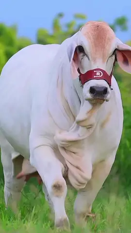 #cows #viral #millionlikes #quran #sound 