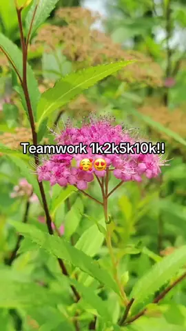 Teamwork#followtrain2024 #followtrain #1k#5k#10k