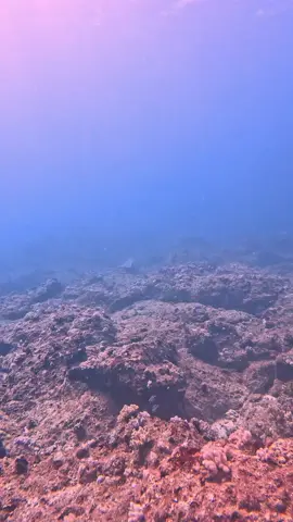 Beautiful Eagle Ray #viral #trending #ocean #ray #stingray #marinelife #wow #amazing #eagle 