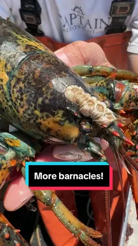 Welcome to the claw spa! #maine #lobster #fishing #commercialfishing #interesting #DidYouKnow #asmr #barnacles #barnacleremoval #satasfying 