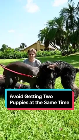 Why You NEED To Avoid Getting Two Puppies at the Same Time #puppy #puppies #pup #puppylove #dog #dogs #doglover #fyp 