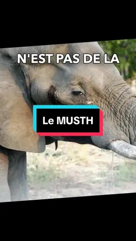Le Musth de l’éléphant 🐘 #musth #elephants #elephant 