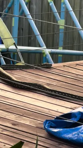 🐍 