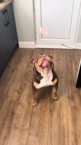 I found this too funny 😆 #gary #english #garythebulldog2 #bulldog #englishbulldog #englishbulldogsoftiktok #cuteanimals #britishbulldogoftiktok🌸 #puppy #kinggary #britishbulldog #britishbull #cute #food #foodchallenge 