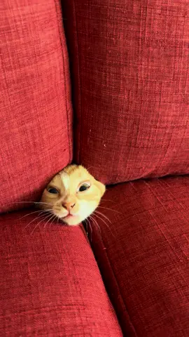 Peekaboo 👀 #catsontiktok #kitten #orangecat #orangekitten #cutecat #fyp #toebeans #cutekitten #cattok #silly 