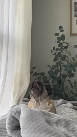 perfecting my set for EDC next year! 😎 #edc #rave #pug #funny #remix 