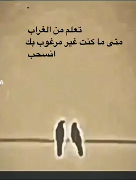 تعلم من الغراب متى ماكنت غير مرغوب بك انسحب🙂👍