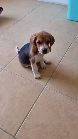 #cachorro #paratiiiiiiiiiiiiiiiiiiiiiiiiiiiiiii #beagle #perrihija #ladridos 