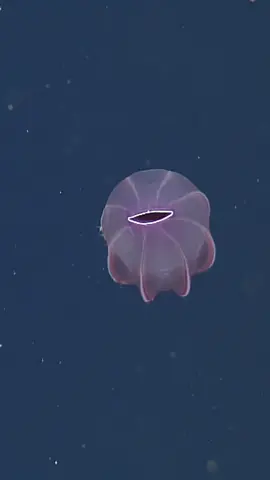 Looking at delicate deep-sea drifters reveals adaptations to life under pressure. Deep-sea animals live under crushing amounts of pressure generated by the immense weight of the water above. Comb jellies are a diverse group of gelatinous animals found across a range of marine habitats, from the ocean’s sunlit surface to the abyssal seafloor. A new study published in Science today by scientists at the University of California, San Diego with an interdisciplinary team of researchers, including MBARI marine biologists, has revealed how comb jellies manage to thrive under pressure. For comb jellies, an adaptation in their cellular membranes is key to surviving high pressure. Greasy molecules called lipids that make up membranes have a different shape in deep-sea species than in shallow-water ones. The cone shape of these molecules helps keep the cellular membranes of deep-sea comb jellies dynamic under pressure. These molecules are also abundant in our own nerve cells and their loss is linked to conditions like Alzheimer’s. Studying deep-sea comb jellies could one day help us find ways to restore membrane function in human brains. #MBARI #DeepSea #DeepOcean #fyp #WaitForIt 