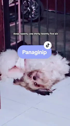 Lifetime supply of chimken daw. Baka tubuan ka na ng pakpak niyan Coco 🤣 #dog #dogsoftiktok #shihtzu #pet #funny #funnyvideos #cocoandnabi 