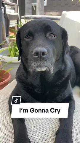 It’s the saddest thing 😭 #dogs #dogsoftiktok #labrador #labradorretriever #labradorsoftiktok #labsoftiktok #labtok #blacklab #blacklabrador 