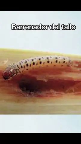 #barrenador #tallo #daño #plaga #gusano #cañadeazucar #maiz #trigo #arroz #plants #cultivo #agro #agroboy #agronomia #agrogirl #agriculture #agricultura #campo #campesino #ingeniero #agronomo #fyp #parati #parati #foryou #viral #viralvideo #viraltiktok #virall #tiktok #seguir #comparte #compartir #like 