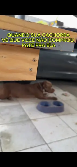 Quando to na produção e minha cachorro percebe que nao comprei o pate que ela gosta!! #marcenaria #marceneiro #paletes #palets #palethes 