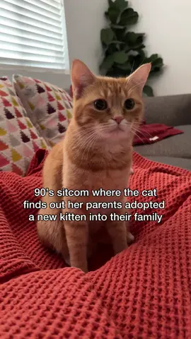 on this episode of the “fresh cat of bel-air”…