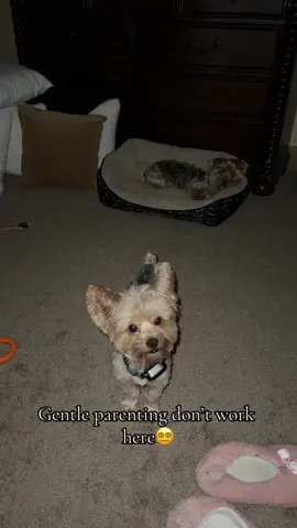 And no I don’t “abuse” them😒 This is to show that “gentle parenting” don’t get me nowhere😂😂😂😂 #fypage #yorkiesoftiktok #yorkies #dogmomlife #gentleparentingfail #fypyorkie 