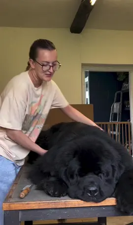 🖤💋🐾 When your 60kg floofy boy doesn’t feel like standing up 🤪 #newfoundlanddog #newfoundland #newfoundlandpuppy #hugedog #hugedogsoftiktok #viral #viralvideo #viraltiktok #viral_video #trending #trend #trendingvideo #trendingsong #cute #think #question #dog #puppy #baby #wow #omg #usa #usa_tiktok #usa🇺🇸 #worldwide 