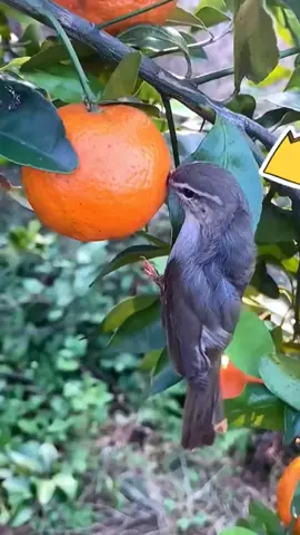 1 minutes amazing fruit 🍍🫒🍊🍉🥝🥭🫑🍑🍅🍌🍏🍋🫐#asmr #fruit #fruits #fyp #amazing 