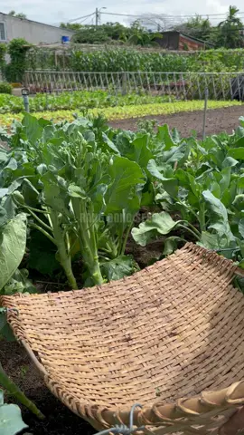 Thu hoạch rau củ quả #gardening #trongrau #thuhoach #lamvuon #hatgiongrangdong 