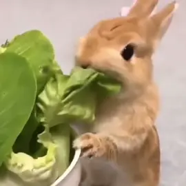 Bunny Core!!! 🎀 #bunnies #rabbits #bunnycore #cute #cutecore #fyp #fypp #fyppp #viralll #bunny 
