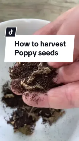 I joined my local garden groups and i share the helpful tips i’m learning from the garden ladies.    How to Harvest your poppy seeds. And when to harvest. It’s super easy to collect and save poppy seeds. After the blooms die let the seed pods stay on the plant to dry out. When the seeds are ready to harvest you’ll see small holes appear. The holes are natures way of dispersing the seeds. They’re like mini salt and pepper shakers but with gorgeous flower seeds.  I like to break open the poppy pods to get out as many seeds as possible. Save your seeds in a cool, non humid, place until you’re ready to direct sow them. Late winter is a great time to show poppy seeds. My garden club friends said they try to sprinkle poppy seeds over what they guess is the last snow off the season.  #poppy #poppies #papaver #flowergarden #gardening101 #gardening #gardeningtips #gardeninghacks #planting #collectingseeds #gardenharvest #diygarden 