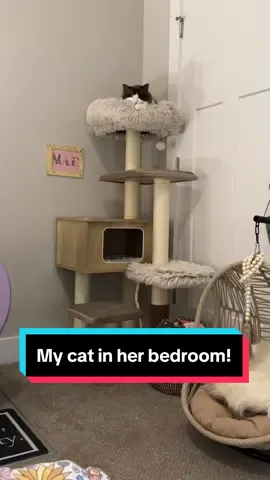 My cat hanging out in her bedroom tonight! 🥹💗💗#creatorsearchinsights #meredithragdollcat #ragdoll #ragdollcatsoftiktok #ragdollcat #catlover #catoftiktok #cattree #catcondo #catbedroom #meredithragdollcat 