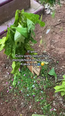 Udah 18 hari kakek pargi,kakek bilang kalau kakek gak sakit lagi,smga kakek disana dlpngkan kuburannya amin amin amin yarabbal’alamin alfatiha untuk kakek 🥺💗💗#fyp #masukberanda #xyzbca #fypシ゚viral #kakek #iduladha 