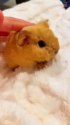 Oh my God, So cute guinea pig. 🥰🥰🥰💕😂🎉  #guineapig #guineapigs #pet #cute #pettraining #cutepet #petlover #fyp #funny 