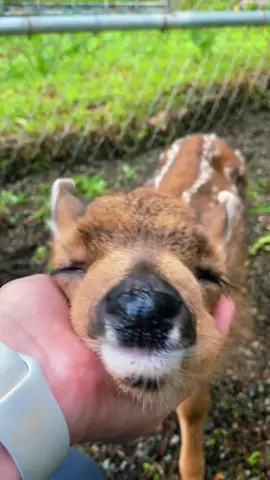 Lil orphaned fawn learning that she loves chin scratches 🥹 #orphanedanimals #wildliferescue #conservewildlife #conservation #babydeer #deer #cuteanimals #zookeeper #animalkeeper #alaskazoo 