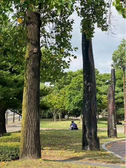 bầu trời và cảnh vật khi vào hè  thơ thẩn , đưa máy lên là có ảnh đẹp  #seoul #chunganguniversity #chungang #seoullife #korean #duhocsinhhanquoc🇰🇷 #유학생🇰🇷🇻🇳 