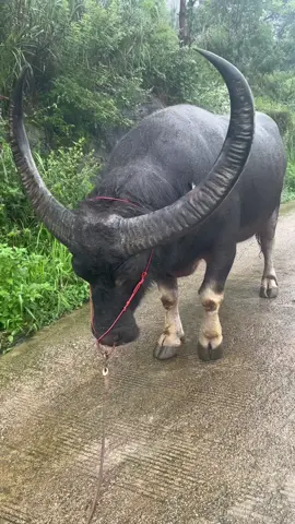 #laligachampion #toiyeudongvat❤ #trauchoi🐃 #xuhuongtiktok #damme #bìnhyênnơiđâu #yênbình #trauchoi🐃torro #trâuvàng #trauchoi🐃torro 🐃🐃🐃