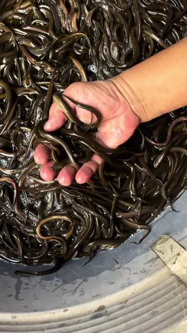 BIBIT BELUT READY #bibitbelut #belut #bibitikan 