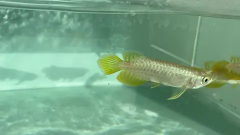 Baby 3-4inc mgbb baka induk padu dari bukit merah.. Lokasi di kuching..boleh cod di area kuching samarahan dll. Blh pm (01118738343 - sarawak) (0108040013 - kajang) #kuchingsarawak #kajang #fyp#mgbbarowana #arowana 