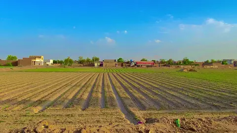 #پنجابی_کلچر🌾🍂 #panjabiculturephotography #panjabiculture #foryou #foryoupage #plzunfrezemyaccount #viralmyvideo #pardesi 