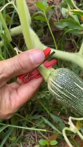 Petik cabai pakai kuku? Wah mending ganti pakai ini aja gais 🥰✨👇