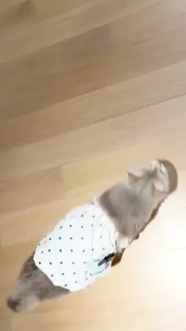 #petcat #cats #like #foryou 