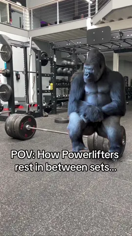 How powerlifters rest in between sets. 3-5 minutes minimum rest time some even go for 10 mins haha #MemeCut #funnyvideos #Meme #MemeCut #powerlifters #powerlifting #gymhumor #gymhumour #relatable #deadlift #deadlifting #gorilla 